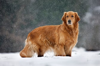 Golden retriever dog in the snow in forest during snowfall in winter