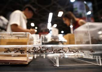 epa10861803 A visitor (R) negotiates with a trader (L) to buy ants as exotic pets at T-REX Thailand Reptile Expo in Bangkok, Thailand, 15 September 2023. The T-REX Thailand Reptile Expo is a trade showcase exhibiting hundreds of reptiles and exotic animals breeders to sell the reptile as exotic pets for enthusiasts.  EPA/RUNGROJ YONGRIT