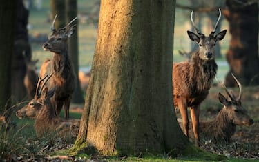 LONDON, ENGLAND - MARCH 27: A herd of deer are pictured in Richmond Park on March 27, 2020 in London, England. The royal parks have remained open as the Coronavirus (COVID-19) pandemic has spread to many countries across the world, claiming over 20,000 lives and infecting hundreds of thousands more. (Photo by Andrew Redington/Getty Images)
