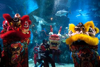 epa11130717 Scuba divers perform an underwater dragon dance during a special seasonal performance to celebrate the upcoming Chinese Lunar New Year at Sea Life Bangkok Ocean World aquarium in Bangkok, Thailand, 06 February 2024. The Chinese Lunar New Year, also called the Spring Festival, falls on 10 February 2024, marking the start of the Year of the Dragon.  EPA/RUNGROJ YONGRIT