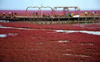 Breathtaking Panjin Red Beach in NE China