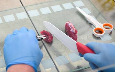 PRODUCTION - 07 April 2022, Baden-Wuerttemberg, Reutlingen: Janis Wollschlager, a doctoral student at Reutlingen University of Applied Chemistry, is working on the production of artificial meat. In the first step, real meat is used for this purpose. He is researching the cultivation of artificial meat. (to dpa: "Meat without cows and pigs - research at Reutlingen University") Photo: Bernd WeiÃ brod/dpa (Photo by Bernd WeiÃ brod/picture alliance via Getty Images)