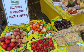 Dall'albicocca di Imola alla fragola di Romagna, dal grano Senatore Cappelli alla ciliegia di Cesena fino al maiale mora romagnola, l'alluvione che ha colpito il territorio romagnolo mette a rischio anche la biodiversità, con intere produzioni che sono state cancellate dopo che gli agricoltori erano riusciti in questi anni a salvarle dall'estinzione. È l'allarme lanciato dalla Coldiretti in occasione della Giornata Mondiale della Biodiversità, che si celebra il 22 maggio. A Palazzo Rospigliosi a Roma, nella sede di Coldiretti, sono stati portati i prodotti simboli dell'agricoltura romagnola dove l'alluvione ha devastato oltre 5mila aziende agricole e allevamenti in una delle aree più agricole del Paese con una produzione lorda vendibile di circa 1,5 miliardi di euro, 22 maggio 2023.
ANSA/ US/ COLDIRETTI
+++ ANSA PROVIDES ACCESS TO THIS HANDOUT PHOTO TO BE USED SOLELY TO ILLUSTRATE NEWS REPORTING OR COMMENTARY ON THE FACTS OR EVENTS DEPICTED IN THIS IMAGE; NO ARCHIVING; NO LICENSING +++ NPK +++