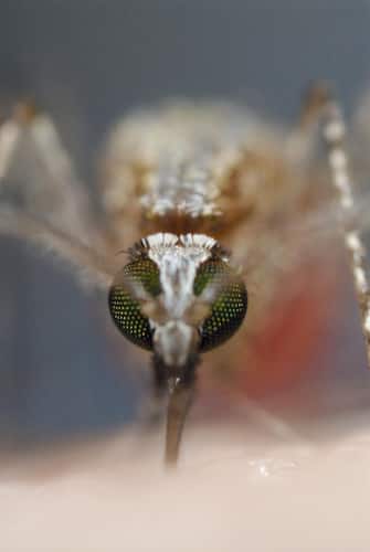 EMBARGOED TO 2330 2330 SUNDAY SEPTEMBER 08 Undated handout file photo issued by University of Edinburgh of a malaria-spreading mosquitoe. Malaria could be wiped out as early as 2050 with the right tools, enough funding and sufficient political will power, according to scientists.