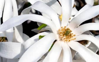 White magnolia flower detail in sping blooming