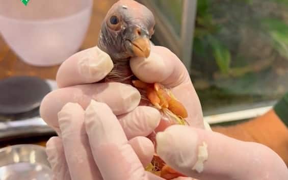 Al Bioparco di Roma è nato un raro avvoltoio “papa” nel giorno dell’elezione di Leone XIV Al Bioparco di Roma è nato un raro avvoltoio “papa” nel giorno dell’elezione di Leone XIV