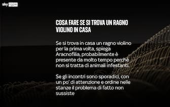 Ragno violino