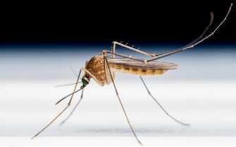 A mosquito from the side on a white surface