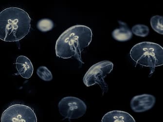 many white jellyfish on black background - jellyfish