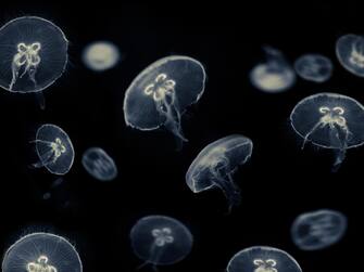 Meduse