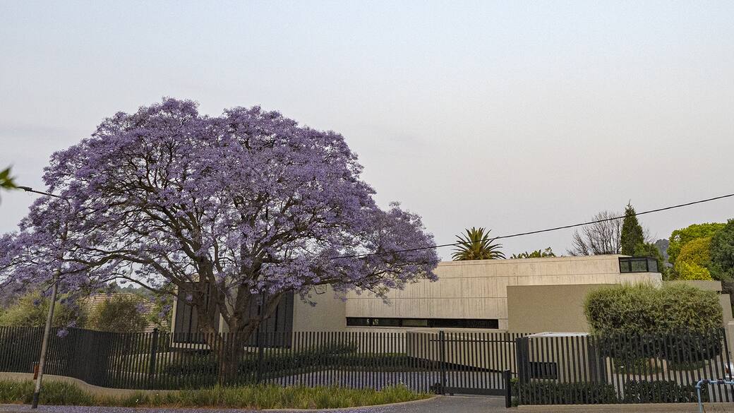 Building_Front_View_with_Jacaranda_Tree.jpg