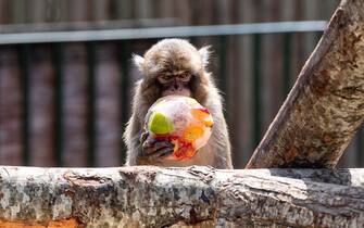 Bioparco, cibo fresco per gli animali contro il caldo