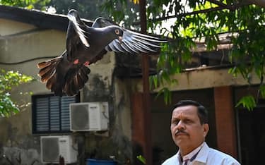 MUMBAI, INDIA  JANUARY 30: Chief Medical Supritendent Colonel Dr B B Kulkarni released the detained pigeon after getting clearance from Police dept, at BSPCA, on January 30, 2024 in Mumbai, India. A pigeon held captive for eight months on alleged charges of being a 'Chinese spy', was finally released and took flight after intervention by the People for the Ethical Treatment of Animals (PETA) India. The pigeon was caught near the Pir Pau Jetty in Chembur in May 2023 by the RCF Police Station after they found a message on the bird's wings in illegible letters, suspected to be a Chinese language. (Photo by Anshuman Poyrekar/Hindustan Times via Getty Images)