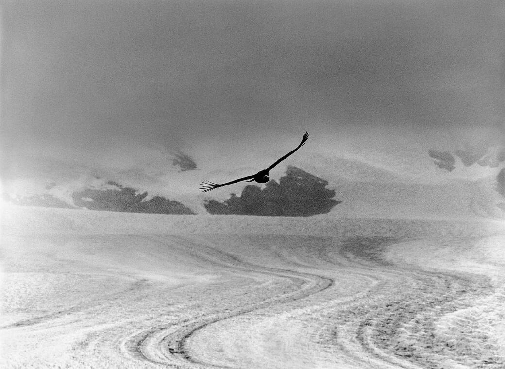 Un condor sul ghiacciaio Perito Moreno, Campo de Hielo, Patagonia, Argentina, 2007 © Sebastião Salgado/Contrasto