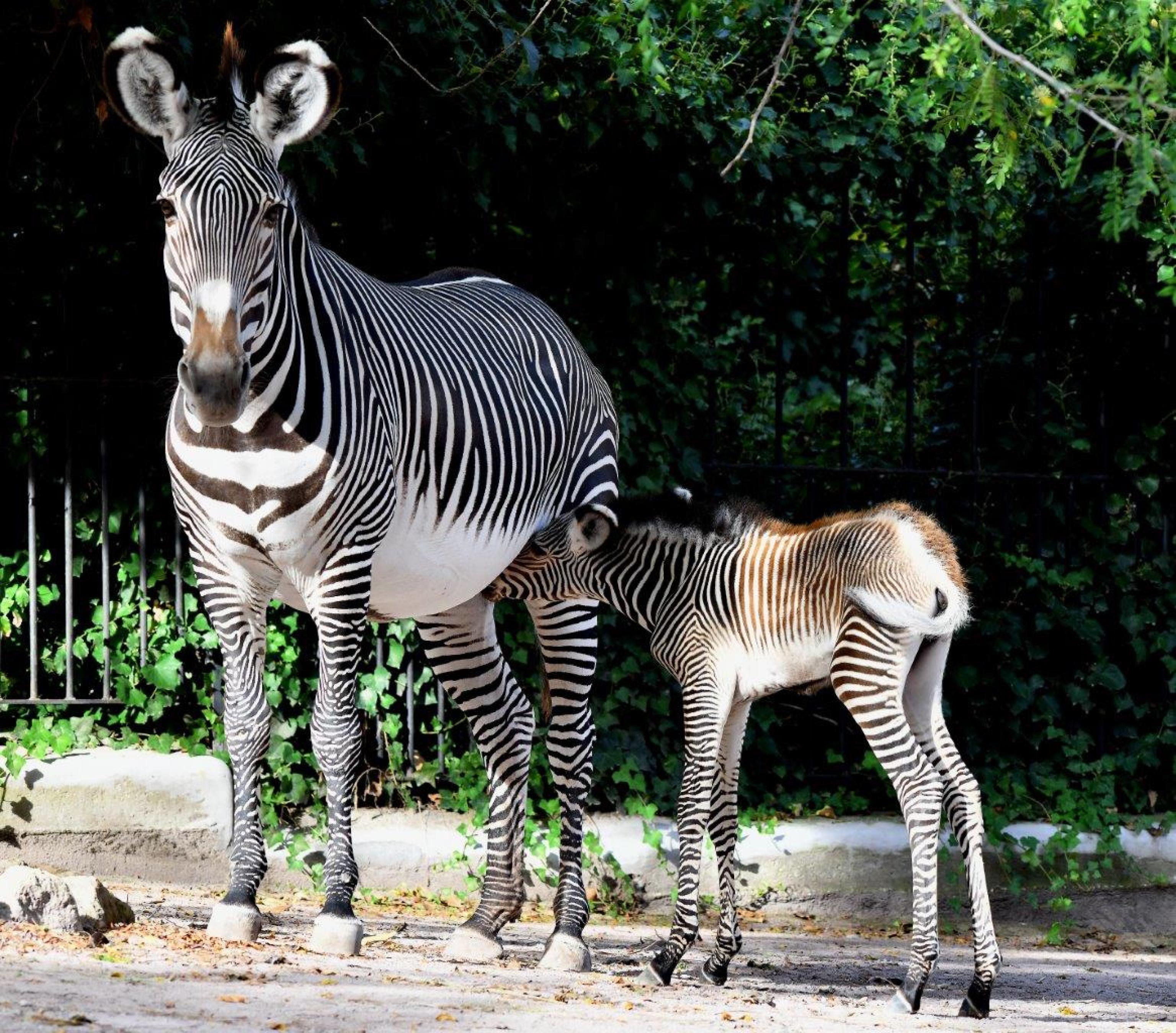 Fiocco rosa al Bioparco di Roma: nata una piccola zebra di Grevy | Sky TG24