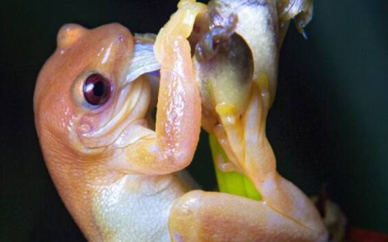 Rana impollinatrice scoperta in Brasile, primo caso per la specie ...