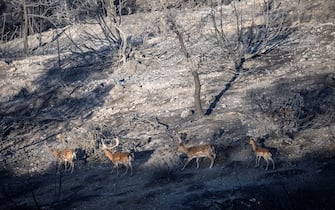 Fallow deer walks in in the charred forest near Asklipeio on the Greek island of Rhodes, after a fire on July 25, 2023. Some 30,000 people fled the flames on Rhodes at the weekend, the country's largest-ever wildfire evacuation as the prime minister warned that the heat-battered nation was "at war" with several wildfires and spoke of three difficult days ahead. (Photo by Angelos Tzortzinis / AFP) (Photo by ANGELOS TZORTZINIS/AFP via Getty Images)