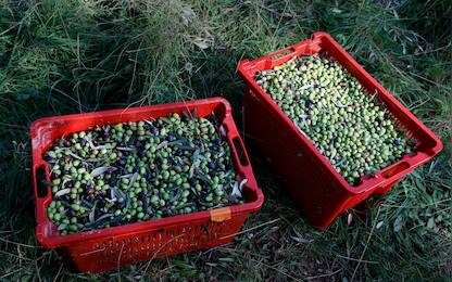 epa11705004 A view of olives in crates in the olive grove of Maison Nicolas Alziari in Nice, southern France, 06 November 2024. Maison Nicolas Alziari operates 60 hectares of estates on the French Riviera between Cannes and Menton. It is in these territories that the 'petite Nicoise' or the 'Cailletier' olive grows, which produces the famous 100 percent Nicoise olive oil.  EPA/SEBASTIEN NOGIER