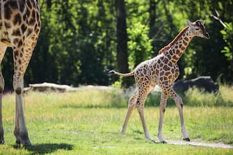 GERMANY ANIMALS GIRRAFE BERLIN TIERPARK ZOO