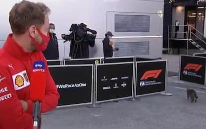 Vettel, un gatto lo interrompe: "Lui mi piace!"