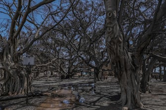 The historic Banyan tree is pictured in the aftermath of a wildfire in Lahaina, western Maui, Hawaii on August 11, 2023. A wildfire that left Lahaina in charred ruins has killed at least 67 people, authorities said on August 11, making it one of the deadliest disasters in the US state's history. Brushfires on Maui, fueled by high winds from Hurricane Dora passing to the south of Hawaii, broke out August 8 and rapidly engulfed Lahaina. (Photo by Moses SLOVATIZKI / AFP)