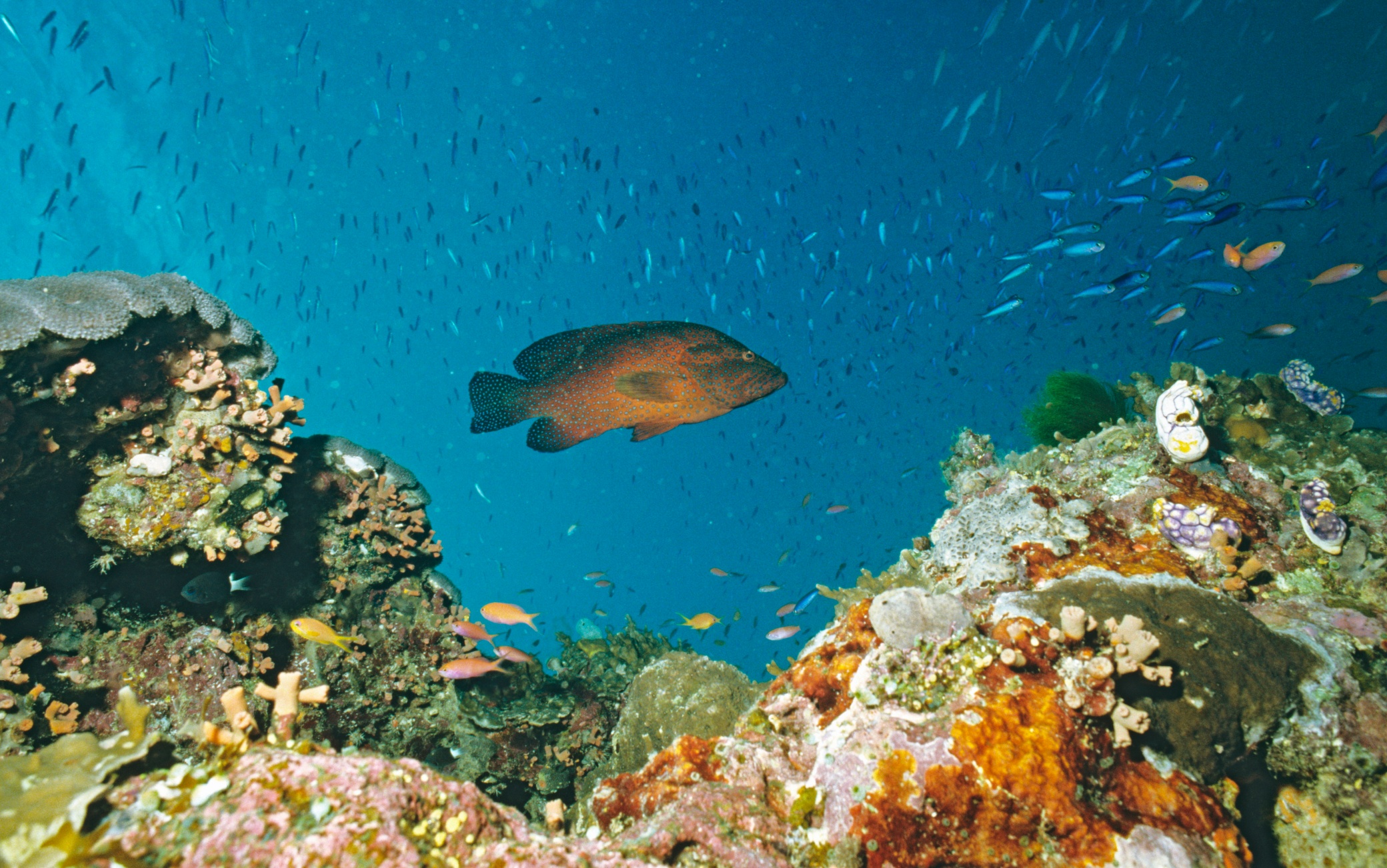 Un pesce tropicale nuota nella barriera corallina australiana