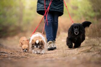 The petitter has three little dogs: a chihuachua, a Pekingese and a spaniel. Dogs are on a leash. Outdoor photo