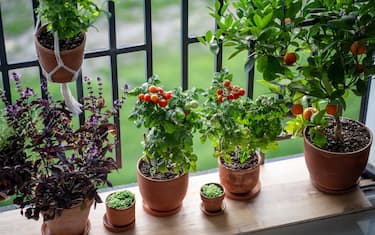 Seedlings of plants with flowers on home balcony. Basil, mint, citrus tree, cherry tomatoes grow in pots facing streetlight from balcony. Homegrown produce, urban gardening, balcony cultivation