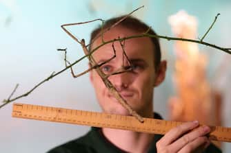 epa10817471 A stick insect is measured at London Zoo in London, Britain, 24 August 2023. Animals at the London Zoo are measured and weighed annually to check on their health and wellbeing.  EPA/NEIL HALL