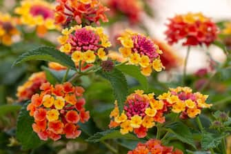 lantana