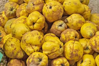 mela cotogna