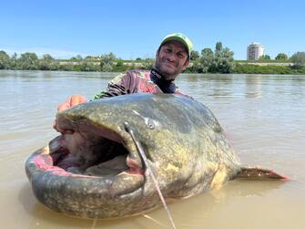 Biancardi con il pesce siluro