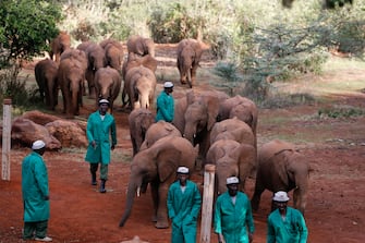 epa10952862 Keepers walk next to elephants during a visit by Britain's King Charles and Queen Camilla (not pictured) to the Sheldrick elephant orphanage, on the outskirts of Nairobi, Kenya, 01 November 2023. Britain's King Charles III and his wife Queen Camilla are on a four-day state visit starting on 31 October 2023, to Nairobi and Mombasa. This will be the first official visit by Their Majesties to an African nation and the first to a commonwealth member state since their coronation in May 2023.  EPA/THOMAS MUKOYA / POOL