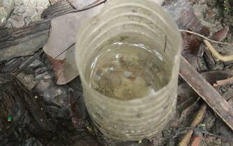 Breeding ground for mosquito, mosquito larvae