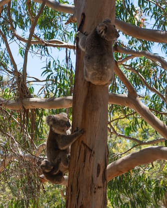 Wild Koala family with the male female and baby Koalas on an Eucalyptus tree on Kangaroo Island in SA Australia