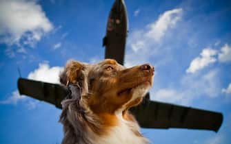 Dog looking off into the distance with a jet flying overhead.