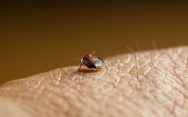 Che cosa sono le cimici dei letti
