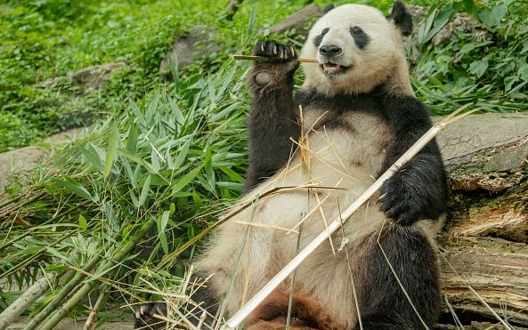 Cina, i panda non sono più tra gli animali a rischio estinzione