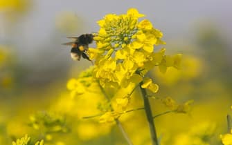 A general view of a rapeseed field as a bee collects pollen from the flower in Cologne, Germany on April 17, 2023 (Photo by Ying Tang/NurPhoto via Getty Images)