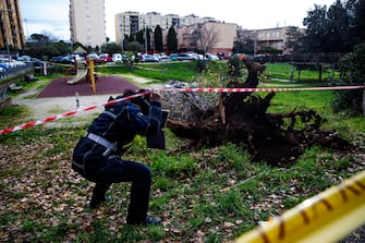 L'albero crollato nel parco Livio Labor a Colli Aniene, a Roma Agenti di Polizia sul luogo in cui una donna è morta, schiacciata da un albero caduto per il forte vento, in via Cesare Massimo a Colli Aniene, Roma, 23 dicembre 2024. ANSA/ ANGELO CARCONI