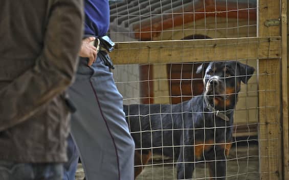 roma due fratellini di 8 e 10 anni aggrediti dal rottweiler della nonna sono gravi