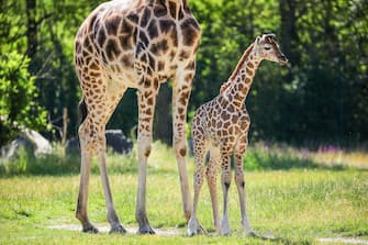 GERMANY ANIMALS GIRRAFE BERLIN TIERPARK ZOO