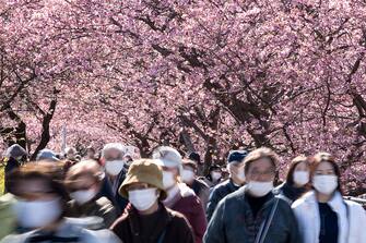 KAWAZU, JAPAN - FEBRUARY 20: Tourists walk under Kawazu-zakura cherry trees in bloom on February 20, 2023 in Kawazu, Japan. In the small town on the east coast of the Izu Peninsula, a type of cherry blossom that begins to flower two months earlier than the normal type of cherry will be in full bloom at the end of February. (Photo by Tomohiro Ohsumi/Getty Images)