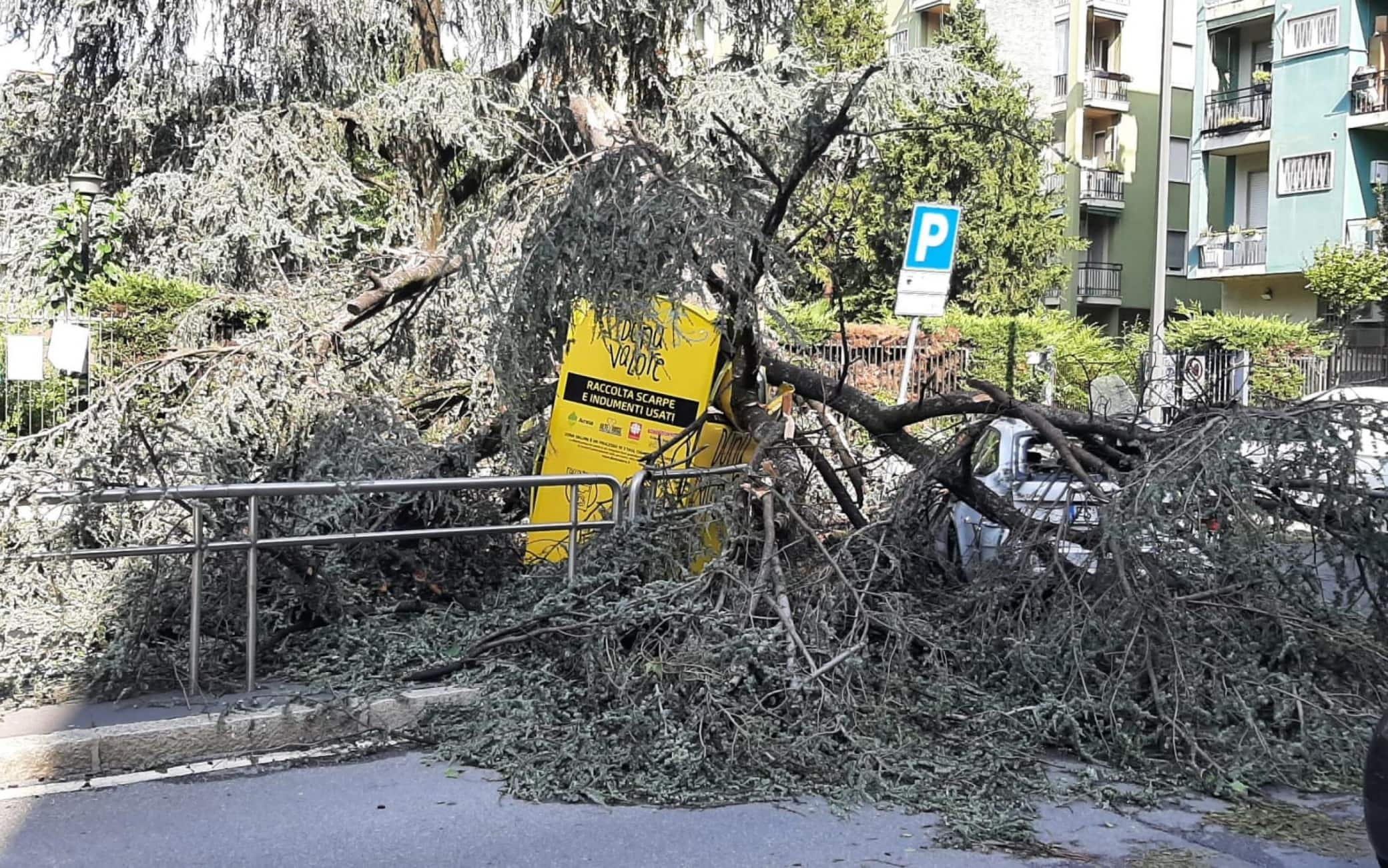 I resti degli alberi caduti vengono tagliati per liberare la viabilità in viale Argonne a Milano