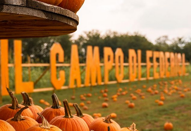 Corona Di Halloween Per Porta D'ingresso - Corona Porta D'ingresso Zucca, Ghirlanda Di Halloween | Decorazione Di Halloween, Corona Della Porta Di Halloween, Corona Del Viso Di Zucca, Co - 5