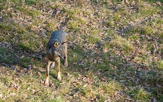 Apennine Wolf roaming in Civitella Alfedena wildlife area. Abruzzo, central Italy.