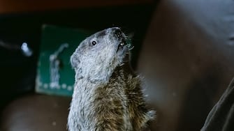 Groundhog Day (1993)
