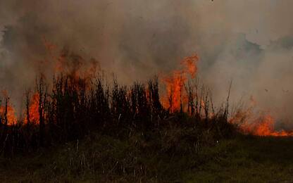 Forest fire in a park in Rome - Cinecitta'
