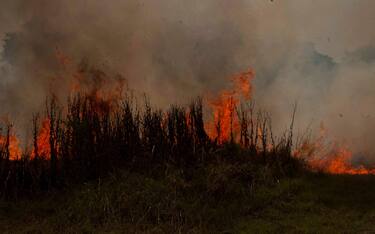 Forest fire in a park in Rome - Cinecitta'