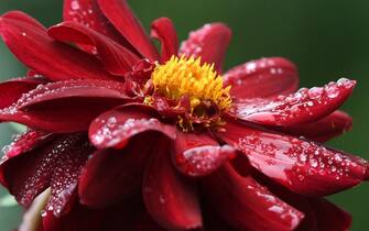 Dalia